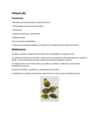 Potasio (K)
Funciones
- Elemento esencial para todos los organismos vivos
- Rol importante en la activación enzimática
- Fotosíntesis
- Síntesis de proteínas y carbohidratos
- Balance de agua
-En el crecimiento meristemático
- Favorece el crecimiento vegetativo, la fructificación, la maduración y la calidad de los frutos.
Deficiencia
El potasio aumenta la resistencia de la planta a las enfermedades, a la sequía y al frío.
Los primeros síntomas de su carencia, cuando es leve, se observan en las hojas viejas; pero cuando es
aguda, son los brotes jóvenes los más severamente afectados, llegando a secarse.
Las hojas jóvenes se ven como rojizas y las adultas se mantienen verdes pero con los bordes
amarillentos y marrones.
Se reduce la floración, fructificación y desarrollo de toda la planta.
La deficiencia se presenta sobre todo en suelos arenosos, suelos con alto contenido de calcio.
 