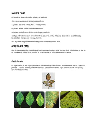 Calcio (Ca)
- Estimula el desarrollo de las raíces y de las hojas.
- Forma compuestos de las paredes celulares.
- Ayuda a reducir el nitrato (NO3-) en las plantas.
- Ayuda a activar varios sistemas de enzimas.
- Ayuda a neutralizar los ácidos orgánicos en la planta.
- Influye indirectamente en el rendimiento al reducir la acidez del suelo. Esto reduce la solubilidad y
toxicidad del manganeso, cobre y aluminio.
- Es requerido en grandes cantidades por las bacterias fijadoras de N.
Magnesio (Mg)
Uno de los papeles bien conocidos del magnesio se encuentra en el proceso de la fotosíntesis, ya que es
un componente básico de la clorofila, la molécula que da a las plantas su color verde.
Deficiencia
En hojas viejas se ven espacios entre las nervaduras de color amarillo, posteriormente afecta a las hojas
jóvenes. La planta termina perdiendo las hojas. La coloración de las hojas también puede ser rojizas y
con manchas amarillas.
 