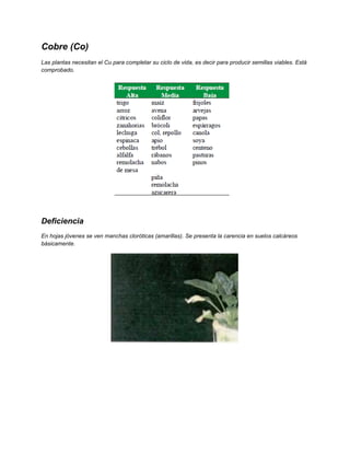 Cobre (Co)
Las plantas necesitan el Cu para completar su ciclo de vida, es decir para producir semillas viables. Está
comprobado.
Deficiencia
En hojas jóvenes se ven manchas cloróticas (amarillas). Se presenta la carencia en suelos calcáreos
básicamente.
 