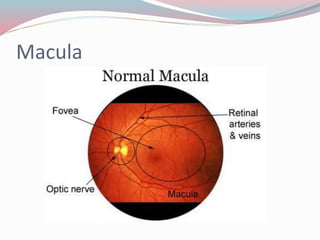 Macula
 
