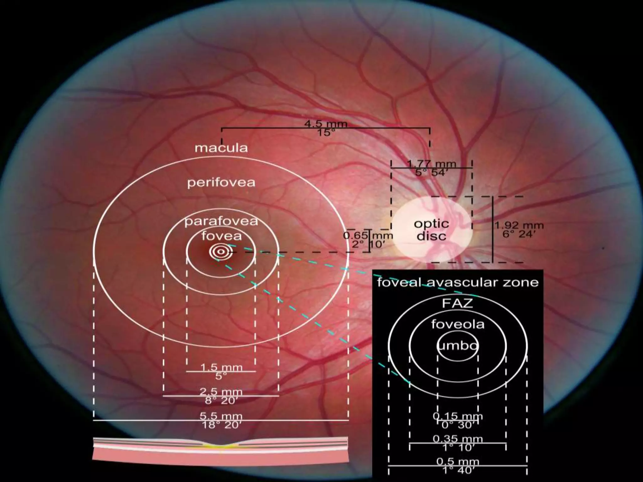 MACULAR DISORDERS.pptx