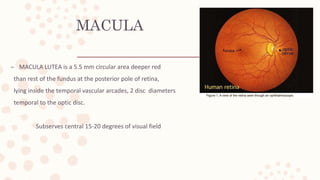MACULA
– MACULA LUTEA is a 5.5 mm circular area deeper red
than rest of the fundus at the posterior pole of retina,
lying inside the temporal vascular arcades, 2 disc diameters
temporal to the optic disc.
Subserves central 15-20 degrees of visual field
 