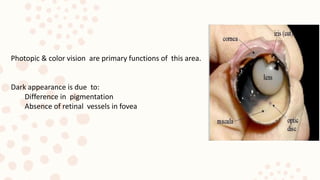 Photopic & color vision are primary functions of this area.
Dark appearance is due to:
Difference in pigmentation
Absence of retinal vessels in fovea
 
