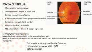FOVEA CENTRALIS :
• Most sensitive part of macula.
• Corresponds to 5 degree of visual field
• Densest concentration of cones
• A one to one photoreceptor- ganglion cell relationship
• Cones more elongated and slender
• Absence of rods at the foveola
• RPE cells are taller , thinner & deeply pigmented
Xanthophyll carotenoid pigments:
Located in fovea, most probably in the outer plexiform layer.
Leutin & Zeaxanthin are responsible for the characteristic dark appearance of macula in normal
angiograms.
This special anatomy enables the fovea for:
Highest discriminative ability (VA)
Color perception
 
