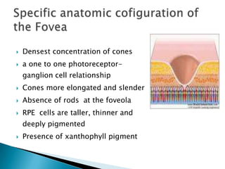    Densest concentration of cones
   a one to one photoreceptor-
    ganglion cell relationship
   Cones more elongated and slender
   Absence of rods at the foveola
   RPE cells are taller, thinner and
    deeply pigmented
   Presence of xanthophyll pigment
 