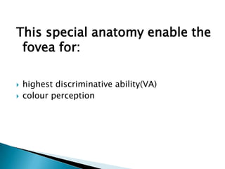 This special anatomy enable the
 fovea for:

   highest discriminative ability(VA)
   colour perception
 