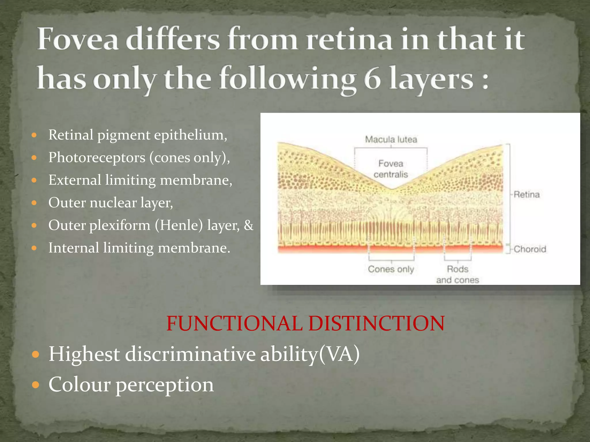  Retinal pigment epithelium,
 Photoreceptors (cones only),
 External limiting membrane,
 Outer nuclear layer,
 Outer plexiform (Henle) layer, &
 Internal limiting membrane.
FUNCTIONAL DISTINCTION
 Highest discriminative ability(VA)
 Colour perception
 