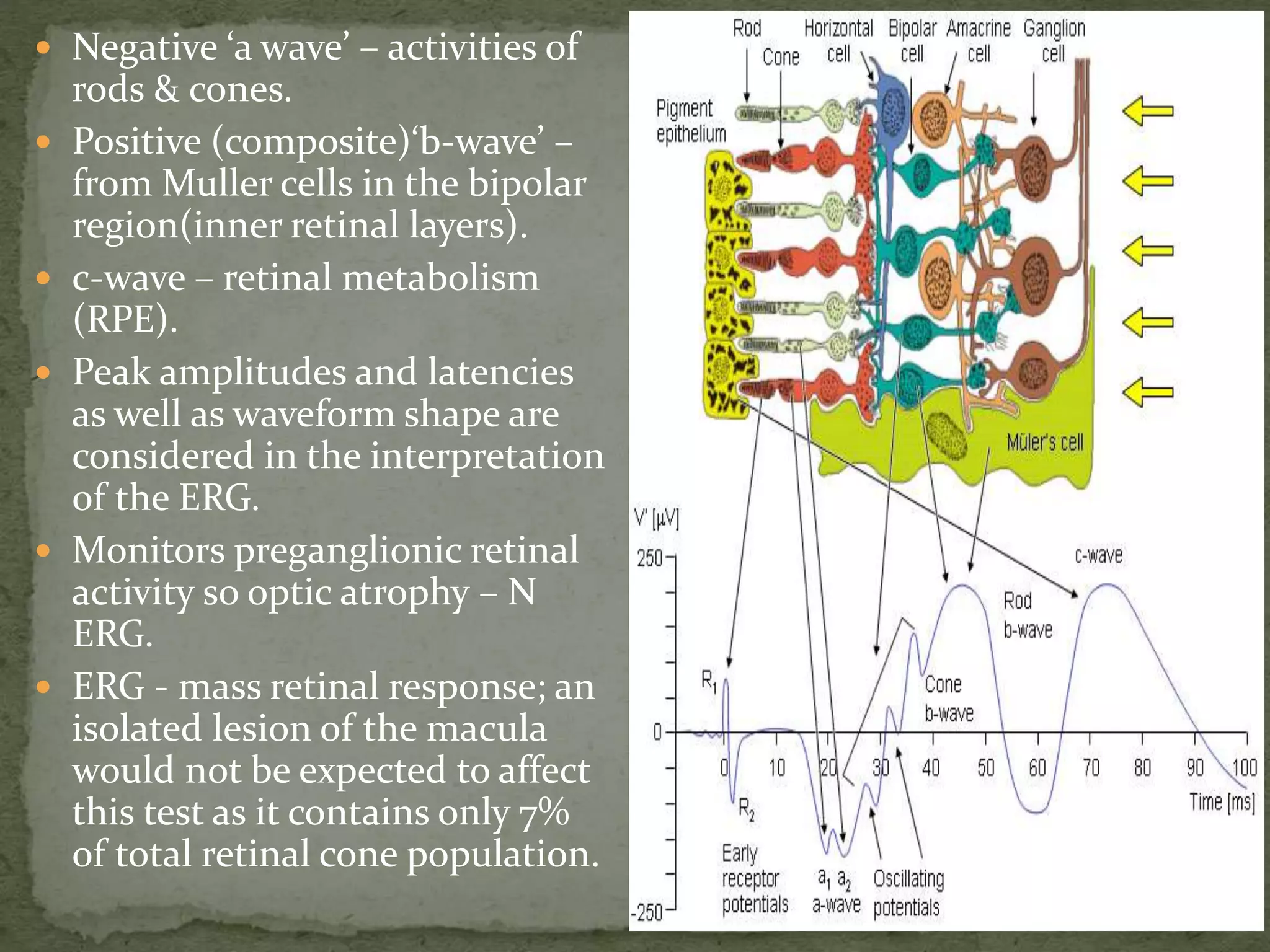  Negative ‘a wave’ – activities of
rods & cones.
 Positive (composite)‘b-wave’ –
from Muller cells in the bipolar
region(inner retinal layers).
 c-wave – retinal metabolism
(RPE).
 Peak amplitudes and latencies
as well as waveform shape are
considered in the interpretation
of the ERG.
 Monitors preganglionic retinal
activity so optic atrophy – N
ERG.
 ERG - mass retinal response; an
isolated lesion of the macula
would not be expected to affect
this test as it contains only 7%
of total retinal cone population.
 