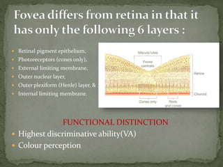  Retinal pigment epithelium,
 Photoreceptors (cones only),
 External limiting membrane,
 Outer nuclear layer,
 Outer plexiform (Henle) layer, &
 Internal limiting membrane.
FUNCTIONAL DISTINCTION
 Highest discriminative ability(VA)
 Colour perception
 