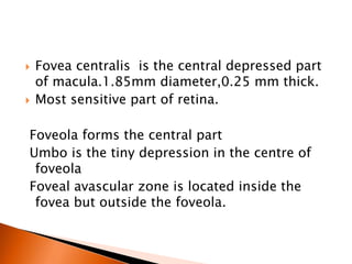  Fovea centralis is the central depressed part
of macula.1.85mm diameter,0.25 mm thick.
 Most sensitive part of retina.
Foveola forms the central part
Umbo is the tiny depression in the centre of
foveola
Foveal avascular zone is located inside the
fovea but outside the foveola.
 