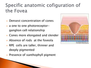  Densest concentration of cones
 a one to one photoreceptor-
ganglion cell relationship
 Cones more elongated and slender
 Absence of rods at the foveola
 RPE cells are taller, thinner and
deeply pigmented
 Presence of xanthophyll pigment
 