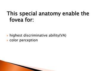 This special anatomy enable the
fovea for:
 highest discriminative ability(VA)
 color perception
 
