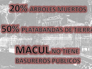 HAS VISTO MACUL