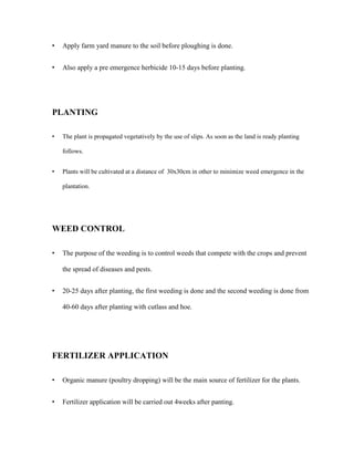 •

Apply farm yard manure to the soil before ploughing is done.

•

Also apply a pre emergence herbicide 10-15 days before planting.

PLANTING
•

The plant is propagated vegetatively by the use of slips. As soon as the land is ready planting
follows.

•

Plants will be cultivated at a distance of 30x30cm in other to minimize weed emergence in the
plantation.

WEED CONTROL
•

The purpose of the weeding is to control weeds that compete with the crops and prevent
the spread of diseases and pests.

•

20-25 days after planting, the first weeding is done and the second weeding is done from
40-60 days after planting with cutlass and hoe.

FERTILIZER APPLICATION
•

Organic manure (poultry dropping) will be the main source of fertilizer for the plants.

•

Fertilizer application will be carried out 4weeks after panting.

 