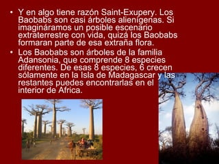 Y en algo tiene razón Saint-Exupery. Los Baobabs son casi árboles alienígenas. Si imagináramos un posible escenario extraterrestre con vida, quizá los Baobabs formaran parte de esa extraña flora.  Los Baobabs son árboles de la familia Adansonia, que comprende 8 especies diferentes. De esas 8 especies, 6 crecen sólamente en la Isla de Madagascar y las restantes puedes encontrarlas en el interior de Africa.  