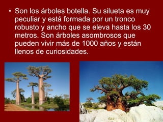 Son los árboles botella. Su silueta es muy peculiar y está formada por un tronco robusto y ancho que se eleva hasta los 30 metros. Son árboles asombrosos que pueden vivir más de 1000 años y están llenos de curiosidades.  