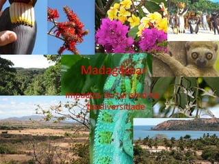 Madagáscar Impactos do turismo na biodiversidade 