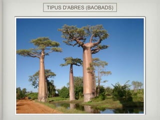 TIPUS D'ABRES (BAOBADS)
 
