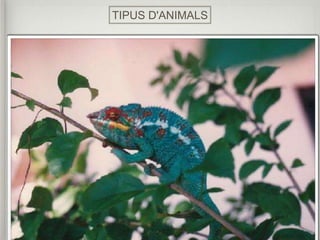 TIPUS D'ANIMALS
 