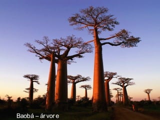 Baobá – ár vor e
 
