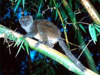 Madagascar