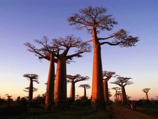 Madagascar
