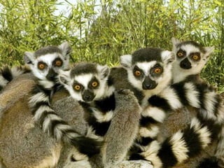 Madagascar