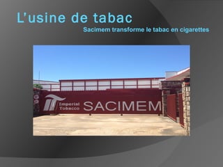 L’usine de tabac
Sacimem transforme le tabac en cigarettes
 