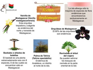 La isla alberga sólo la
mayoría de especies de flora
endémicas que
encontraremos
exclusivamente en
Madagascar.
Vainilla de
Madagascar (Vanilla
madagascariensis)
Esta orquídea
trepadora y colgante
es endémica del
norte y noroeste de
Madagascar.
Baobabs o árboles de
botellas
El baobab es una planta
extremadamente rara con 8
especies, 6 de las cuales se
encuentran sólo en
Madagascar.
Palma de Tahina
(Tahina spectabilis)
Endémica de
Analalava, un distrito
al norte de la isla.
Ravinala o el árbol
del viajero
Se pueden admirar
los bosques de
ravinala en la parte
oriental de la isla
Orquídeas de Madagascar
El 80% de las orquídeas
son endémicas
 
