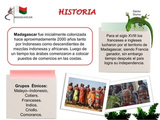 Para el siglo XVIII los
franceses e ingleses
lucharon por el territorio de
Madagascar, siendo Francia
ganador, sin embargo
tiempo después el país
logra su independencia.
Grupos Étnicos:
Malayo--Indonesio,
Cotiers.
Franceses.
Indios.
Criollo.
Comoranos.
Gecko
Diurno
Madagascar fue inicialmente colonizada
hace aproximadamente 2000 años tanto
por Indoneses como descendientes de
mezclas indonesas y africanas. Luego de
un tiempo los árabes comenzaron a colocar
puestos de comercios en las costas.
 