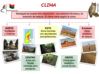 Madagascar posee dos estaciones, una estación lluviosa y la
estación de sequia. El clima varia según la zona.
NORTE.
Tormentas
y Ciclones
CENTRO.
Zona con
lluvias
intensas pero
pasajeras.
ESTE.
Zona húmeda,
con abundantes
precipitaciones.
OESTE.
Clima semi-
desértico,
pocas lluvias.
Suroeste.
Zona
desértica
de sequía.
Búho
orejón
 