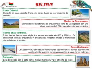 Costa Oriental.
Consiste en una estrecha franja de tierras bajas de un kilómetro de
anchura.
Macizo de Tsaratanana.
El macizo de Tsaratanana se encuentra al norte de Madagascar, con una
altura máxima de 2.880 m en el monte Maromokotro.
Tierras altas centrales.
Estas tierras forman una altiplanicie en un alrededor de 800 y 1800 m. Se
encuentran colinas ondulantes y erosionados, volcanes mixtos y humedales
convertidos es arrozales.
Costa Occidental.
La Costa oeste, formada por formaciones sedimentarias, es más accidentada
que la oriental y ofrece numerosos puertos a salvo de los ciclones.
Sudoeste.
Está bordeado por el este por el macizo Ivakoany y por el norte de Isalo.
Camaleón
pantera
 