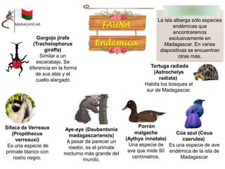 La isla alberga sólo especies
endémicas que
encontraremos
exclusivamente en
Madagascar. En varias
diapositivas se encuentran
otras más.
Aye-aye (Daubentonia
madagascariensis)
A pesar de parecer un
roedor, es el primate
nocturno más grande del
mundo.
Porrón
malgache
(Aythya innotata)
Una especie de
ave que mide 50
centímetros.
Sifaca de Verreaux
(Propithecus
verreauxi)
Es una especie de
primate blanco con
rostro negro.
Gorgojo jirafa
(Trachelophorus
giraffa)
Similar a un
escarabajo. Se
diferencia en la forma
de sus alas y el
cuello alargado
Cúa azul (Coua
caerulea)
Es una especie de ave
endémica de la isla de
Madagascar
Tortuga radiada
(Astrochelys
radiata)
Habita los bosques al
sur de Madagascar.
 