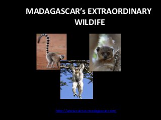 MADAGASCAR’s EXTRAORDINARY
         WILDIFE




      http://www.cactus-madagascar.com/
 
