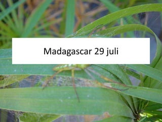 Madagascar 29 juli 