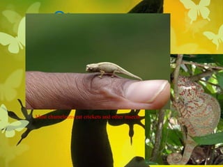  Madagascar is home to the biggest and smallest chameleons in the
  world!
 The smallest in the world is the Brookisea and it is 30mm
Max. length!
 The biggest chameleon is the veiled chameleon
 Most chameleons eat crickets and other insects.
 