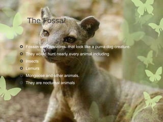 The Fossa!


 Fossas are carnivores that look like a puma dog creature.
 They would hunt nearly every animal including
 Insects
 Lemurs
 Mongoose and other animals.
 They are nocturnal animals
 