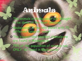 Animals
The animals in Madagascar are thought
 to be dome of the most amazing!
Madagascar is the only planet with 70
 different types of lemur!
The biggest and smallest chameleons
 are found in Madagascar.
75% of the population of animals can
 ONLY be found in Madagascar
 