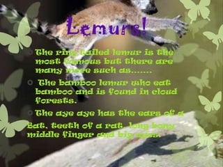 Lemurs!
 The ring tailed lemur is the
  most famous but there are
  many more such as…….
 The bamboo lemur who eat
 bamboo and is found in cloud
 forests.
 The aye aye has the ears of a
Bat, teeth of a rat, long bony
middle finger and big eyes.
 