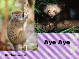 Aye Aye
Bamboo Lemur
 