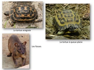 La tortue araignée
La tortue à queue plane
Les fosses
 