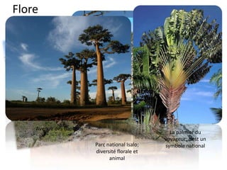 Flore
Parc national Tsingy de
Bemaraha (UNESCO)
Plage sur la côte est,
lieu exotique
Parc national Isalo;
diversité florale et
animal
Avenue des baobabs
La palmier du
voyageur; c’est un
symbole national
 
