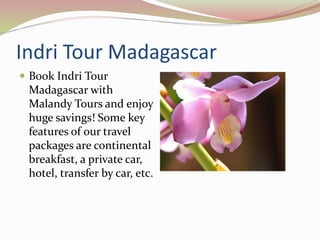 Indri Tour Madagascar
 Book Indri Tour
Madagascar with
Malandy Tours and enjoy
huge savings! Some key
features of our travel
packages are continental
breakfast, a private car,
hotel, transfer by car, etc.
 
