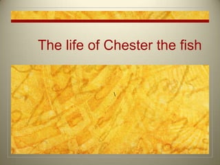 The life of Chester the fish br />