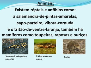 Animais:
      Existem répteis e anfíbios como:
     a salamandra-de-pintas-amarelas,
        sapo-parteiro, víbora-cornuda
  e o tritão-de-ventre-laranja, também há
mamíferos como toupeiras, raposas e ouriços.



 Salamandra-de-pintas-   Tritão-de-ventre-   Ouriço
 amarelas                laranja
 