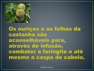 Os ouriços e as folhas da
castanha são
aconselháveis para,
através de infusão,
combater a faringite e até
mesmo a caspa do cabelo.
Madalena Quitério
 