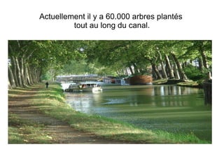 Actuellement il y a 60.000 arbres plantés  tout au long du canal. 