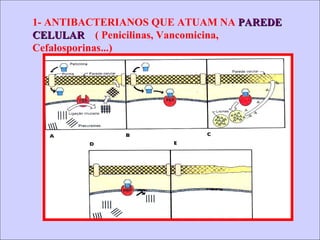 1- ANTIBACTERIANOS QUE ATUAM NA  PAREDE CELULAR   ( Penicilinas, Vancomicina, Cefalosporinas...) 