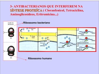 3- ANTIBACTERIANOS QUE INTERFEREM NA  SÍNTESE PROTEÍCA  ( Cloranfenicol, Tetraciclina, Aminoglicosídeos, Eritromicina...) Ribossomo humano Ribossomo bacteriano 