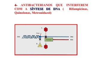 4-   ANTIBACTERIANOS QUE INTERFEREM COM A  SÍNTESE DE DNA  (  Rifampicinas, Quinolonas, Metronidazol) 